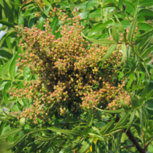Prairie Flameleaf Sumac Project Noah