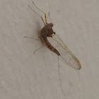 Cloeon dipterum