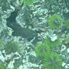 Galapagos ringtail damselfish