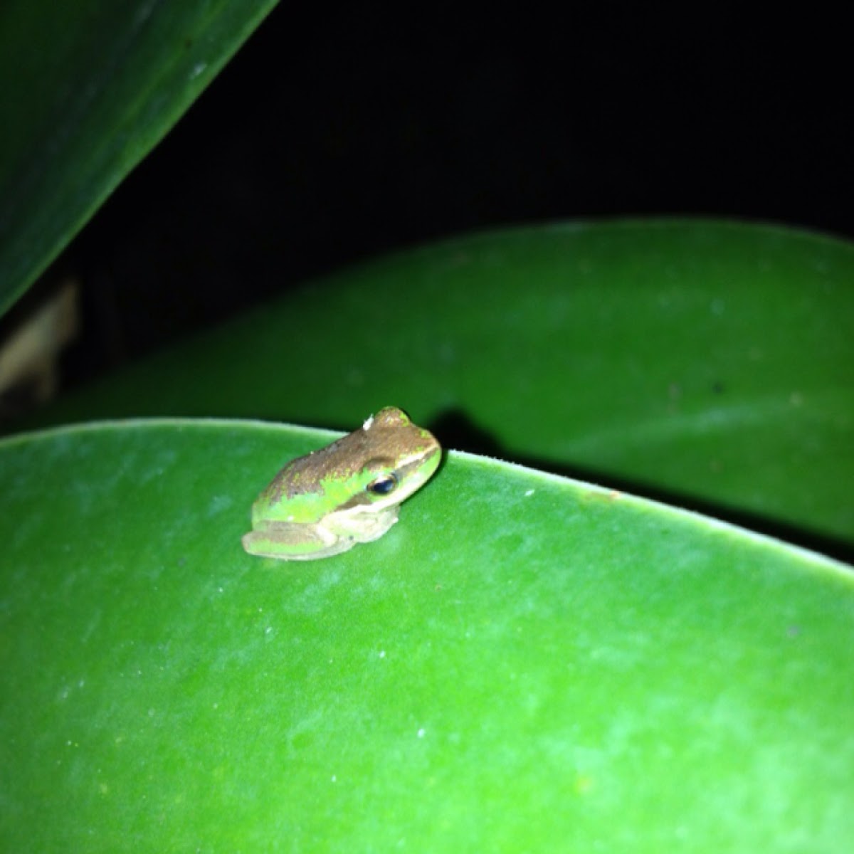 Pearson's tree frog