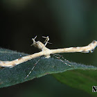 Plume moth