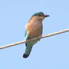 Indian Roller