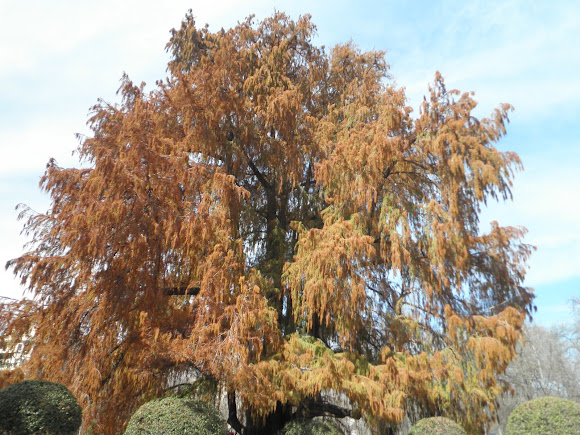 Ahuehuete o Ciprés Moctezuma | Project Noah