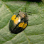 Yellow & Black Tortise Beetle