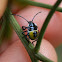 Pentatomid bug nymphs -early instars