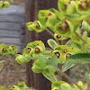 Spurge Euphorbia sp.