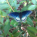 White Admiral or Red-spotted Purple