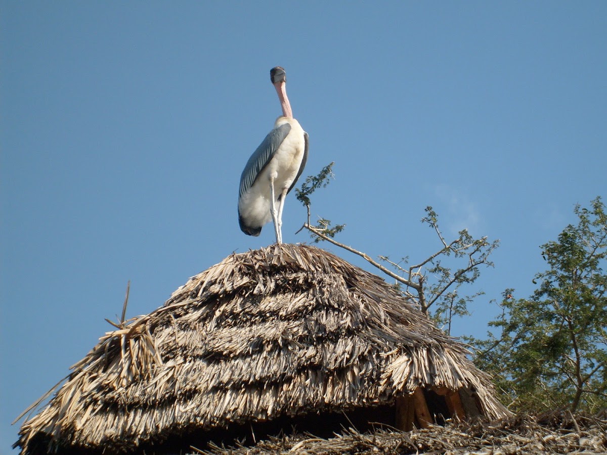 Marabou Stork