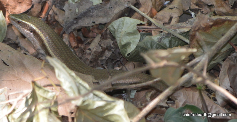 East Indian Brown Mabuya,  Many-lined Sun Skink, Many-striped Skink, Common Sun Skink , Golden skink