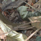 East Indian Brown Mabuya,  Many-lined Sun Skink, Many-striped Skink, Common Sun Skink , Golden skink