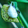 Saddled Prominent Caterpillar