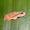 Footman Moth