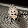 Cossid Miller Moth