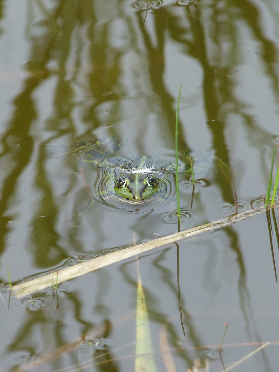 Green Frog