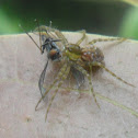 Spider and fly