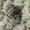 Sheath-tailed bat