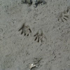 Raccoon Tracks