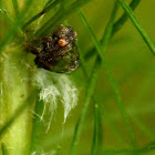 Acanaloid planthopper nymph