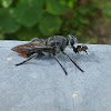 Robber Fly with breakfast