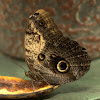 Pale Owl-Butterfly