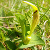 Yellow birthwort, žuta vučja stopa