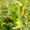 Yellow birthwort, žuta vučja stopa