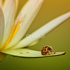 by Hindra Komara - Animals Insects & Spiders