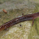 Dwarf Salamander