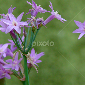 Purple flowers by LoRe Pics ARG - Flowers Flowers in the Wild