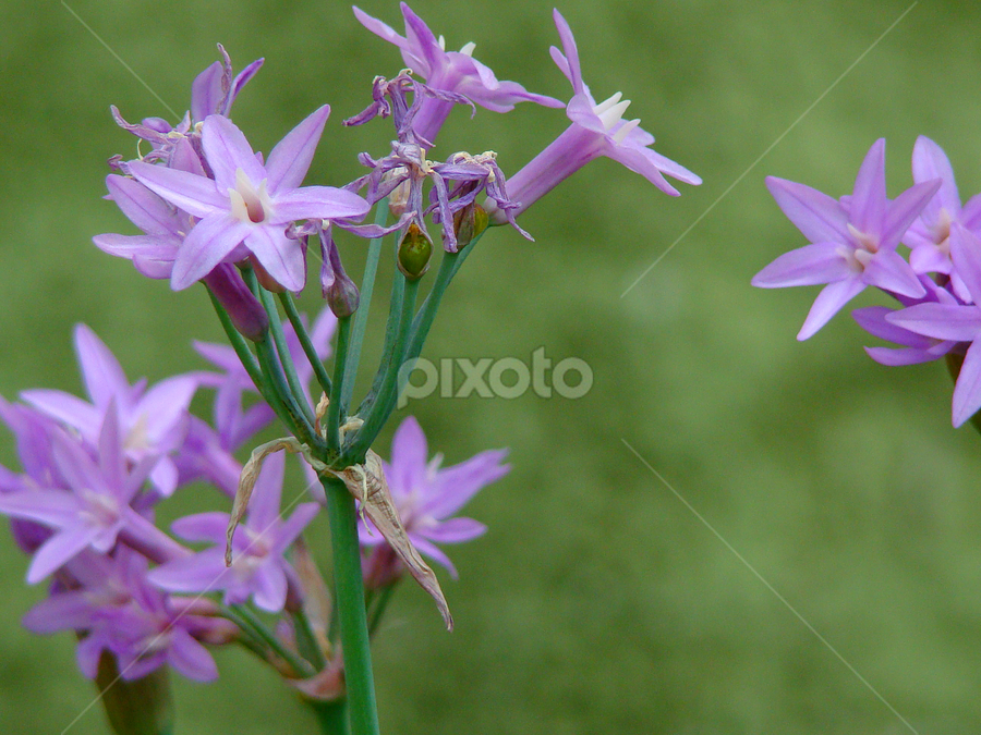Purple flowers by LoRe Pics ARG - Flowers Flowers in the Wild