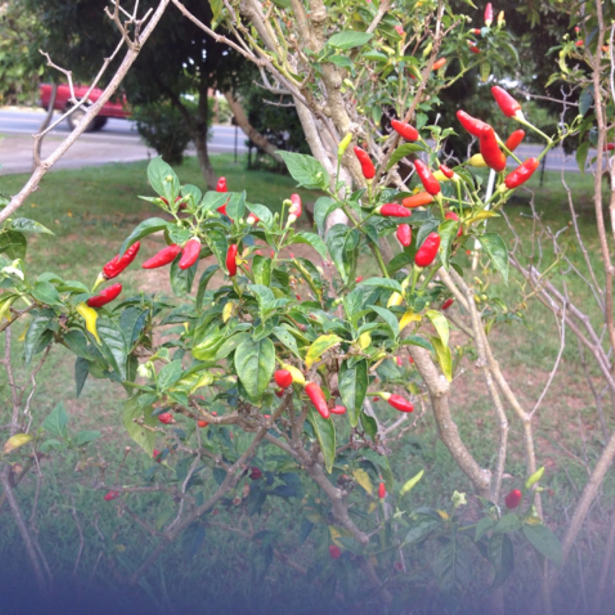 Chili Pepper Plant