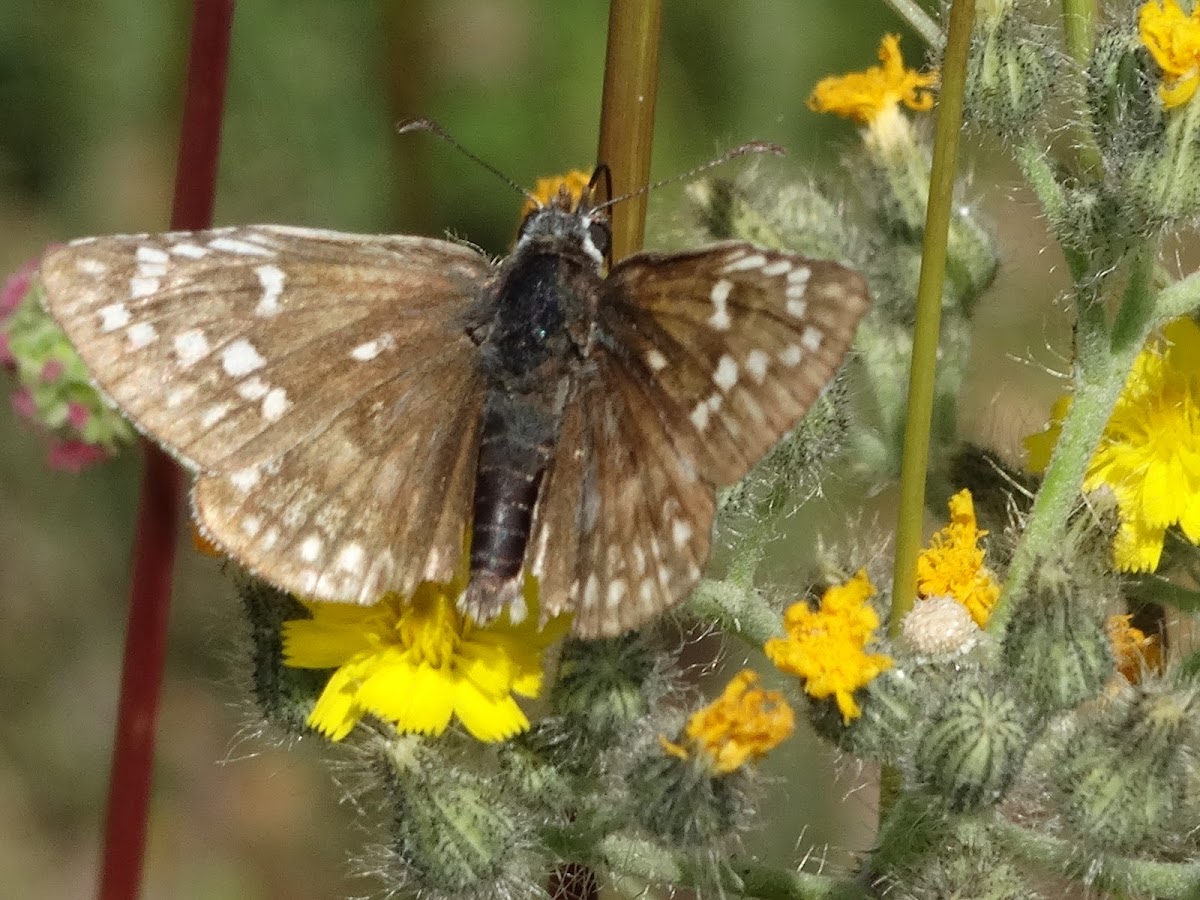 Yellow Banded Skipper