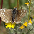 Yellow Banded Skipper