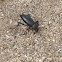 Desert Stink Beetle