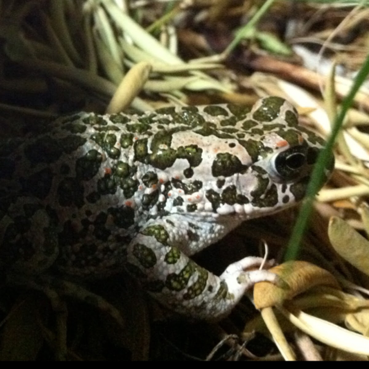 Green toads (rospo smeraldino)