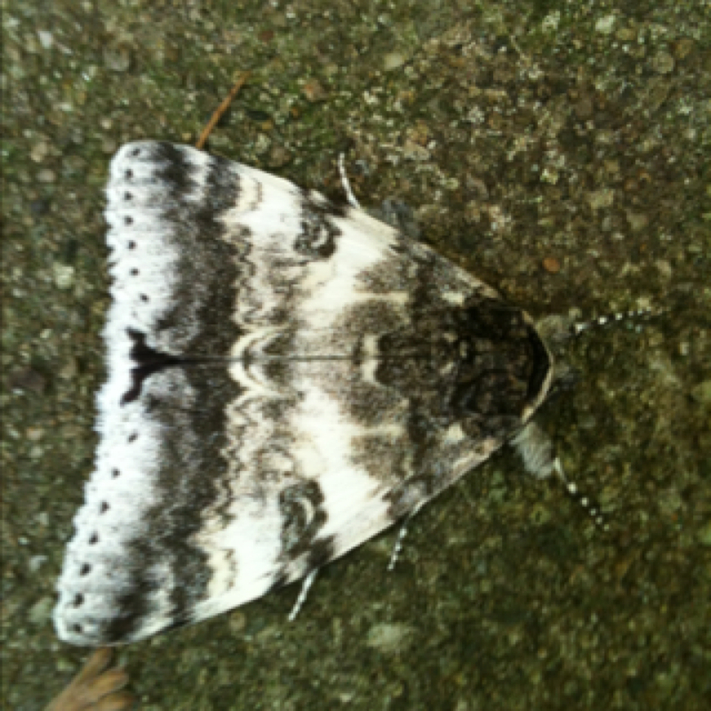 White Underwing