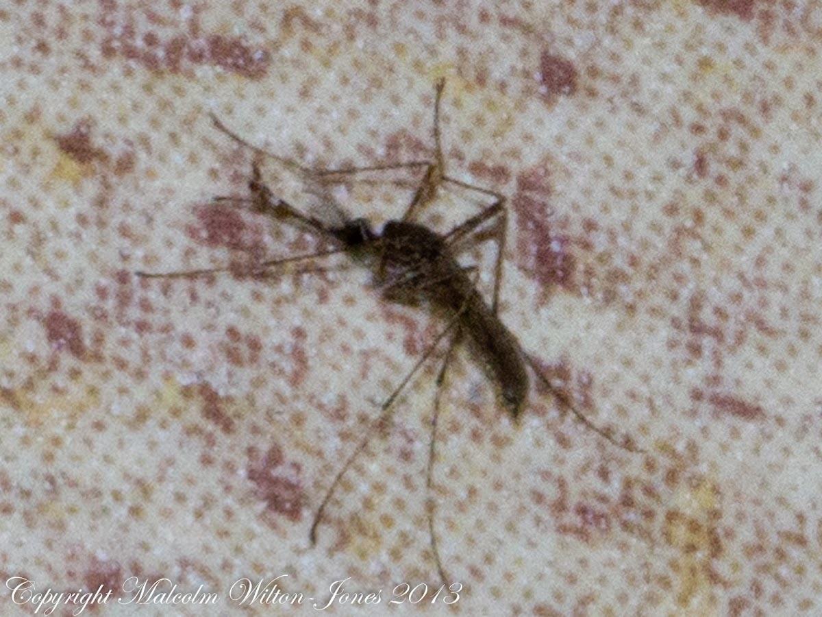Mosquito or Midge or...?