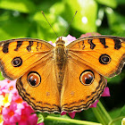 Peacock Pansy