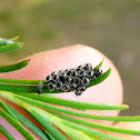 A wasp on predatory bug eggs