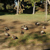 Flock of Egyptian goose