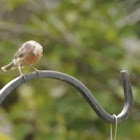 House Finch (young male)