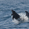 Delfin manchado