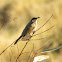 Singing Honeyeater