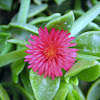Sword-leaved Mesembryanthemum