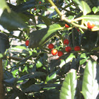 Tree w/ Red Berries