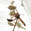 Paper wasp (Rooiby)