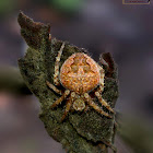 Brown Legged Spider