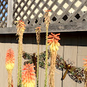 Red hot poker / Torch Lily