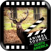 North American Animals Sounds  Icon