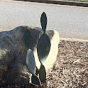 Morning cacti